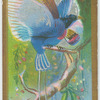 Prince Rudolph's bird-of-paradise (Paradisoruis rudolphi).