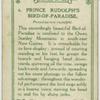 Prince Rudolph's bird-of-paradise (Paradisoruis rudolphi).
