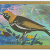 Regent bower-bird (Sericulus chrysocephalus).