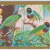 Gouldian finches (Pœphila gouldiæ).