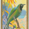 Golden-fronted bulbul (Chloropsis aurifrons).