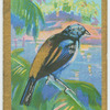 Orange-rumped tanager (Tangara fastuosa).