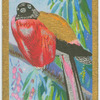 Duvaucel's trogon (Pyrotrogon duvauceli).