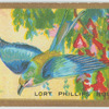 Lort phillips roller (Coracias lorti).