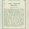 Lort phillips roller (Coracias lorti).