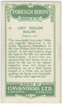 Lort phillips roller (Coracias lorti).