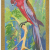 Pennants parroquet (Platycercus elegans).