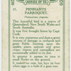 Pennants parroquet (Platycercus elegans).