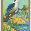 Black-capped kingfisher (Halcyon pileata).