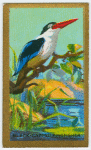 Black-capped kingfisher (Halcyon pileata).
