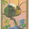 Hunstein's bird-of-paradise (Diphyllodes hunsteini).