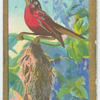 Philippine sunbird (Æthopyga magnifica).
