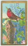 Philippine sunbird (Æthopyga magnifica).