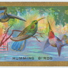 Humming birds (Trochilidæ).