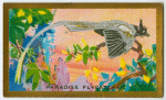 Paradise flycatcher (Tchitrea paradisea).