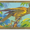 Golden conure (Conurus aureus).