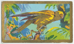 Golden conure (Conurus aureus).