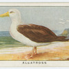 Albatross (Diomedia exulans).