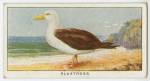 Albatross (Diomedia exulans).