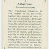 Albatross (Diomedia exulans).