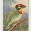 Crimson-breasted barbet (Xantholaemia haematocephala).