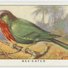 Bee-eater (Nyctiornis amictus).