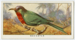 Bee-eater (Nyctiornis amictus).