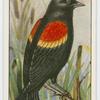Red-winged blackbird (Agelaius phœniceus).