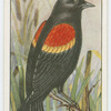 Red-winged blackbird (Agelaius phœniceus).