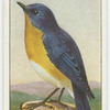 Bluebird (Sialia sialis).