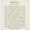 Bluebird (Sialia sialis).