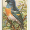 Lazuli bunting (Passerina amœna).