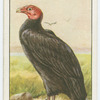 Turkey-buzzard (Cathartes aura).