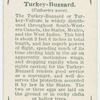 Turkey-buzzard (Cathartes aura).