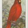 Cardinal (Cardinalis cardinalis).