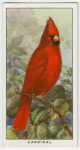 Cardinal (Cardinalis cardinalis).