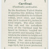 Cardinal (Cardinalis cardinalis).