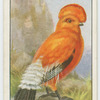Cock-of-the-rock (Rupicola croceus).