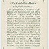 Cock-of-the-rock (Rupicola croceus).