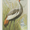 Crowned crane (Baleariea gibbericeps).