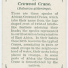 Crowned crane (Baleariea gibbericeps).
