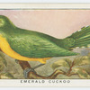 Emerald cuckoo (Chrysococeyx smaragdineus).