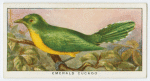 Emerald cuckoo (Chrysococeyx smaragdineus).
