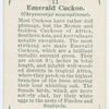 Emerald cuckoo (Chrysococeyx smaragdineus).