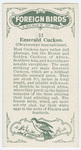 Emerald cuckoo (Chrysococeyx smaragdineus).