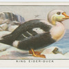 King eider-duck (Somateria spectabilis).