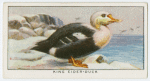 King eider-duck (Somateria spectabilis).