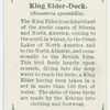 King eider-duck (Somateria spectabilis).
