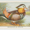 Mandarin-duck (Æx galerita).