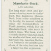 Mandarin-duck (Æx galerita).